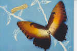 Morpho Hecuba Grand Planeur (bresil) - Papillons