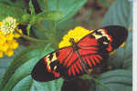 Heliconius Melpomene (amerique Du Sud) - Vlinders