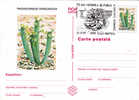 Cactusses,cactus1997 Entier Postal,postcard Obliteration Concordante Romania. - Cactus