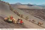 CANARIAS LANZAROTE  Camello Montana Del Fuego   Camels - Lanzarote