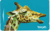 New Zealand, NZ-G-124, Call Of The Wild, Giraffe. - Nieuw-Zeeland