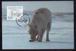 POLAR  ANIMAL,FOX , MAXICARD 1993 GROENLAND .(B) - Fauna Artica