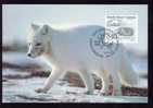 POLAR  ANIMAL,FOX , MAXICARD 1993 GROENLAND - Arctic Tierwelt