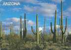 United States - Arizona - 2001 Used Postcard [P2272] - Sonstige & Ohne Zuordnung