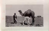 BAGHDAD : DROMADAIRE ALLAITANT Son PETIT En PLEIN DÉSERT - CARTE ´VRAIE PHOTO´ ANCIENNE : ANNÉE: ENV. 1930 (g-694) - Iraq