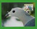 Oiseaux (Pacific Imperial Pigeon) Birds ( TOKELAU ) Animals Aves Faune Carte Maximum Card WWF Sp1708 - Pigeons & Columbiformes