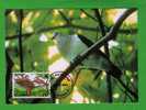 Oiseaux (Greanada Dove) Birds GRENADA Animals Aves Faune Carte Maximum Card WWF Sp1722 - Duiven En Duifachtigen