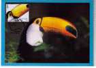 "Toucan Toco" Oiseaux Birds Faune Animaux Zoo Animals Aves Lisbonne Carte Maximum Card Portugal (CERTIFICAT APM) Sp111 - Cuckoos & Turacos