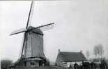 POLLINKHOVE (W.Vl.) - Molen/moulin - Historische Opname Van De Molen Van Markey In 1986 (voor De Restauratie). - Lo-Reninge