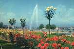 12866        Svizzera,   Geneve,  Les  Roses  Du  Quai De Cologny  Et  Le Jet  D"eau(120 M)   VGSB  1956 - Cologny