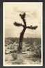 A LIVING CROSS, DESERT JOSHUA TREE OF CALIFORNIA, FRASHERS FOTO POMONA,  POSTCARD - Los Angeles