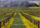 Vignobles De La Barossa Valley .  Australie-Méridionale .   Une Carte-maximum 1992 - Wines & Alcohols