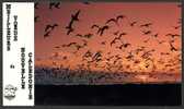 DF / NOUVELLE CALEDONIE VOEUX VOL D' OISEAUX AU COUCHER DE SOLEIL - Nouvelle Calédonie