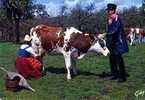 14 Blaudes Et Coeffes Groupe Du PONT D'OUILLY ,Folklore, Vache  Traite A La Main, Joug De Boeuf - Pont D'Ouilly