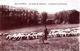 94 SUCY EN BRIE SOCIETE ARCHEOLOGIQUE, REPRODUCTION DE Cpa TROUPEAUX DE MOUTONS - Sucy En Brie