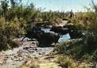 En Camargue  -  Taureaux Traversant Un Cours D'eau - Stiere