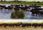 En Camargue  - Manades De Taureaux - Bull