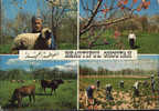 Syria- Postcard Written 1979 -Beautiful Ghoutah-Sheep And Cows;Les Moutons Et Les Vaches;Schafe Und Kühe - Farms
