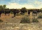 La Camargue  -  Manades De Taureaux - Tauri