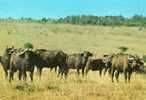 Afrique > Kenya -WILDIFE Of EAST AFRICA - BUFFALOS (buffalo)-  Année:1977 *PRIX FIXE - Kenya