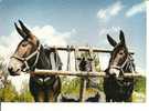 ATTELAGE DE MULES AU PAYS LANDAIS  Bon Plan - Attelages