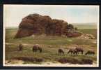 RB 667 - Postcard Dartmoor Ponies At Haytor Devon - Dartmoor