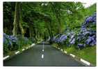 SÃO MIGUEL - Estrada Caracteristica Com Hortensias - AÇORES - AZORES - Açores