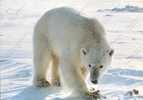 OURS Blanc Polar Bear Svalbard Isbjorn Thalarctos Maritimus Norway - Bears