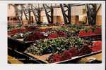 Aalsmeer - Holland - Interior Flower Auction - Aalsmeer