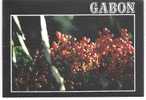 Gabon  : Fleur Exotique : Moesobotrya  - Edt : Tropic Photo 401 F - Gabun