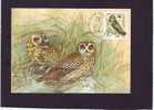 CARTE MAXIMUM ASIO FLAMEUS - Owls