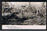 RB 670 -  Real Photo Card - Banana Plantation Jamaica West Indies - Giamaica