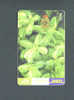 URUGUAY - Chip Phonecard/Flowering Plant - Uruguay