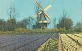 Holland - Netherlands - Keukenhof, Holland Botanical Gardens - Unused Postcard [P2444] - Lisse