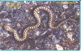 # ANDORRA 35 Vipere 50 Gem 08.95 10000ex -serpent,snake- Tres Bon Etat - Andorra