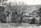 MALAUCENE Vaucluse 84 : Le Calvaire Et Au Fond Les Papéteries (bel Olivier Arbre Tree Baum ) - Malaucene