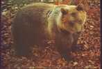 Orso Marsicano, Abruzzo - Bears