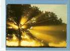 MT103 Collection NOTRE BELLE FRANCE : Coucher De Soleil à Travers Un Arbre - Circ.1982 VAUX S/ MER 17 (voir Desc.& Scan) - Controluce