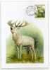 CERF  CHASSE CARTE MAXIMUM TCHECOSLOVAQUIE - Gibier