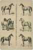 Horse Race S-t-a-m-p-ed Card 1277-1 - Hippisme