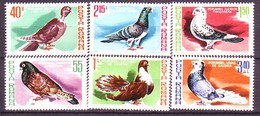 Romania 1981 Birds Vogel Breeds Of Pigeons 6v MNH** 2,50 € - Pigeons & Columbiformes