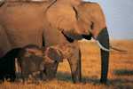 Elephants Stamp Card 0625 - Elefanten