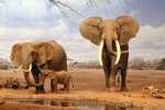 Elephants Stamp Card 0625 - Elefanti