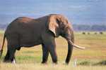 Elephants Stamp Card 0625 - Éléphants
