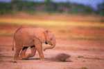 Elephants Stamp Card 0625 - Éléphants