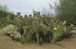 13326  Stati  Uniti,  Arizona, Phoenix,  Prickly  Pear  Cactus (Opuntia  Phaecantha),  NV - Phoenix