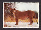 ANIMALS  - ANIMAUX - SOUTH AFRICA - LION - BEAUTIFUL SPECIMEN OF AN EXPECTANT LIONESS  -  BY PROTEA COLOUR PRINTS - Leones