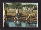 ANIMALS - ANIMAUX -  ZEBRES / ZEBRAS  - WATERING PLACE IN THE BUSHVELD - SOUTH AFRICA - BY PROTEA COLOUR PRINTS - Zebra's