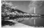 13399   Stati  Uniti    Washington  D. C.,  Monument  And  Cherry  Blossoms,  VG  1953 - Washington DC