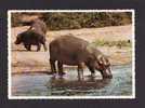 ANIMALS - ANIMAUX -  HIPPOPOTAMES - A  HIPPOPOTAMUS WATER HOLE TO DRINK  - SOUTH AFRICA - BY PROTEA COLOUR PRINTS - Flusspferde